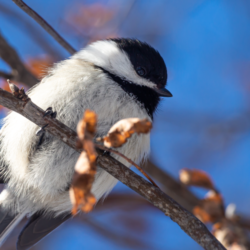 Chickadee Overhead