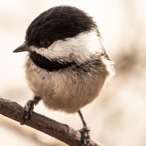 Curious Chickadee