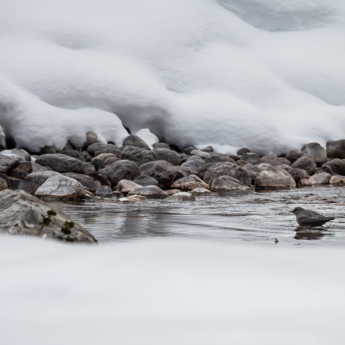 American Dipper