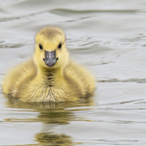 Little Gosling