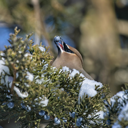 Cedar waxwing in the Junipers
