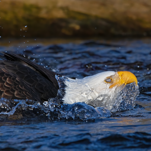the dive
