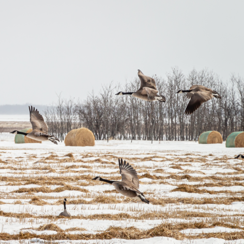 Canada Geese