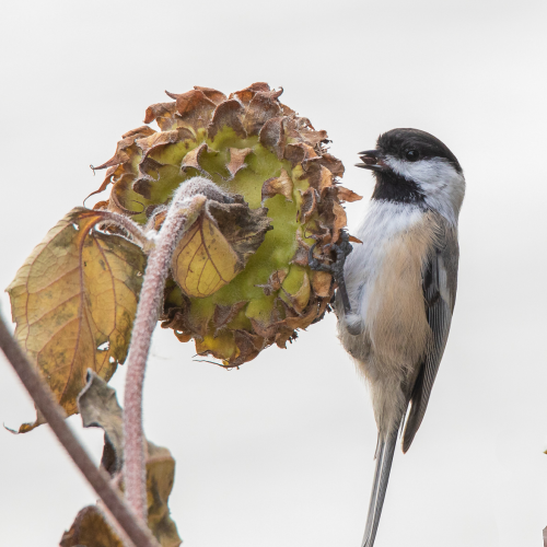 Chickadee and the Sunflowers