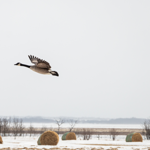 Canada goose