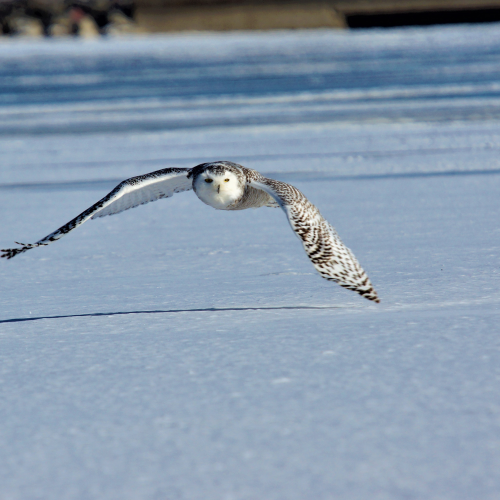 Snowy owl