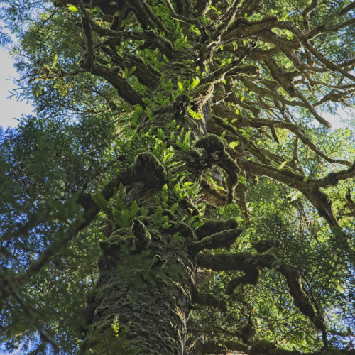 Rainforest Ecosystem
