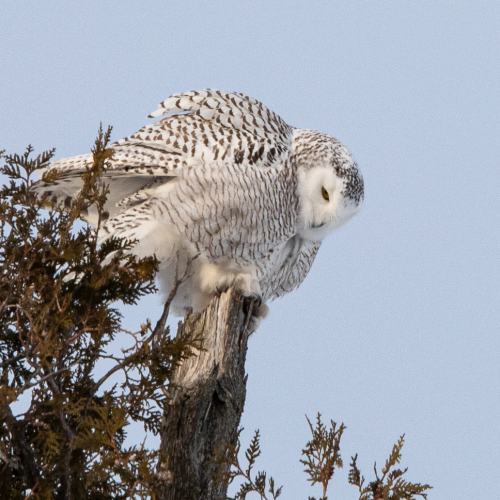 Snowy Owl