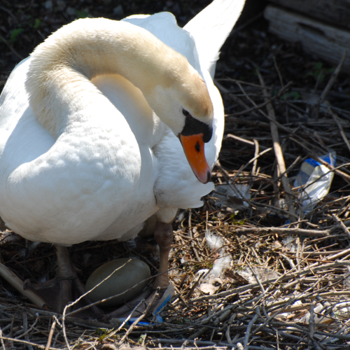 The nest made of new materials