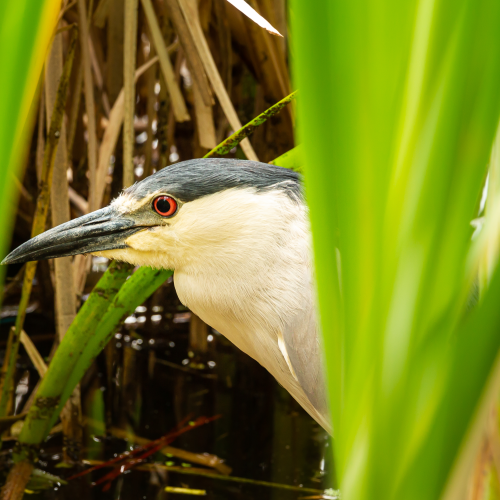 Crowned Night Heron