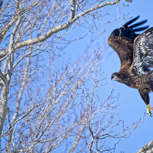 Taking Flight