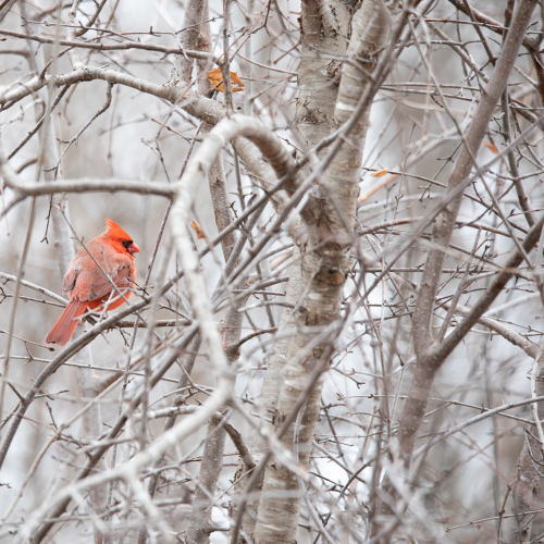 The Cardinal
