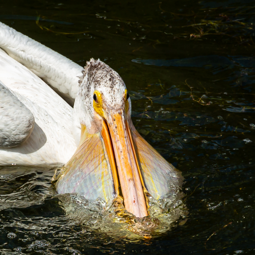 Pelican Beak