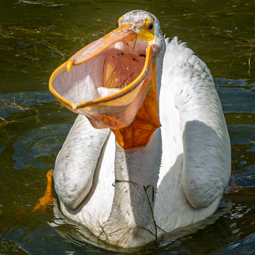 Pelican Feeding