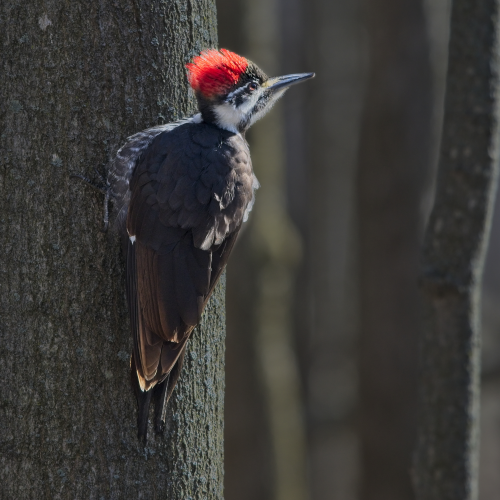 Pileated Teenager