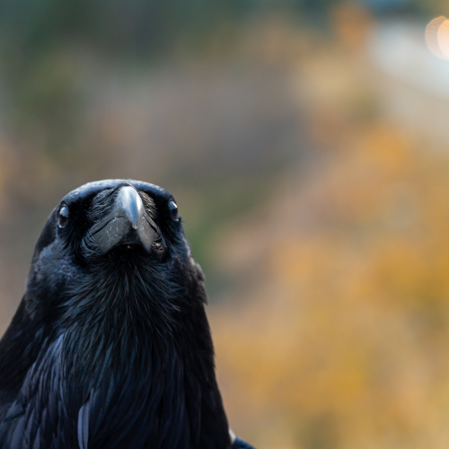 Raven Portrait