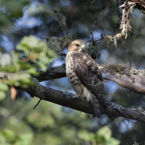 Hawk Eyes