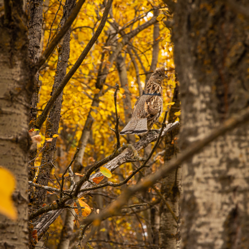 Ruffed Grouse