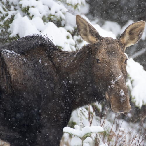 Snowy Moose