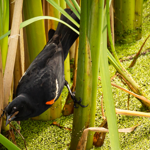 Red Winged Blackbird Acrobatics
