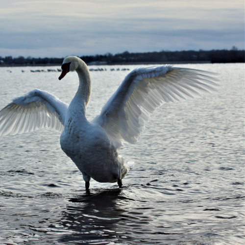 Swan - wing pump
