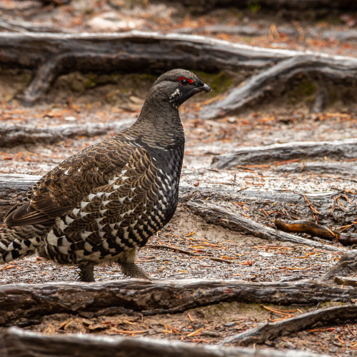 Spruce Grouse