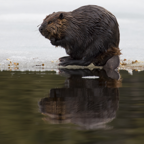 Reflection of a Beaver