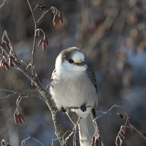 Canada Jay