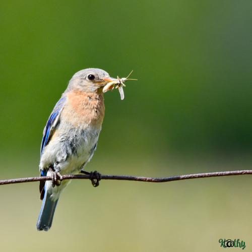 Eastern Bluebird