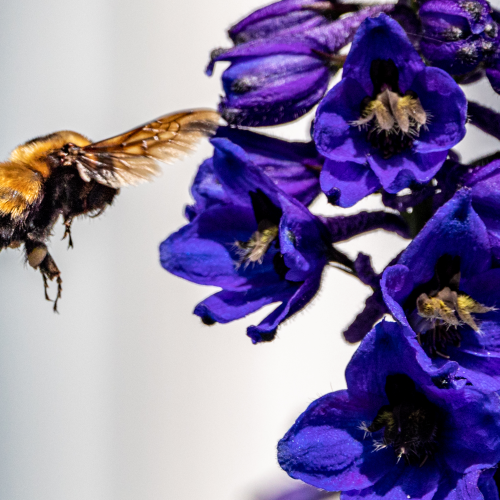 Bee Pee