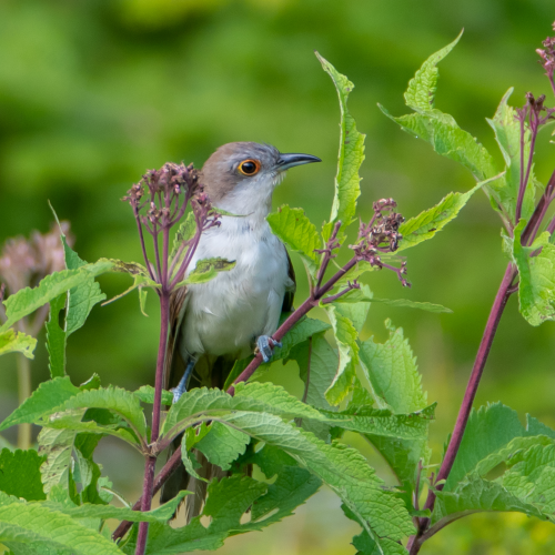 Black-billed Cuckoo on Joe-Pye Weed