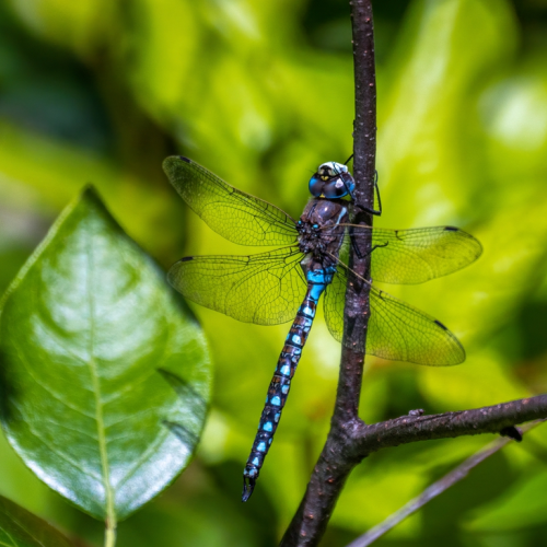 dragonfly