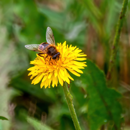 BEE