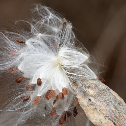 Milkweed