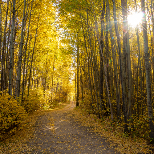 Golden Aspen Forest