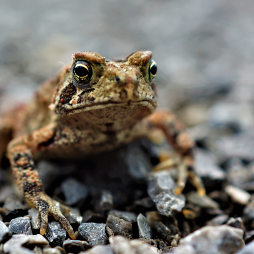 American Red Spotted Toad