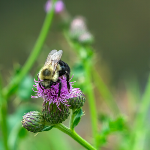 bee