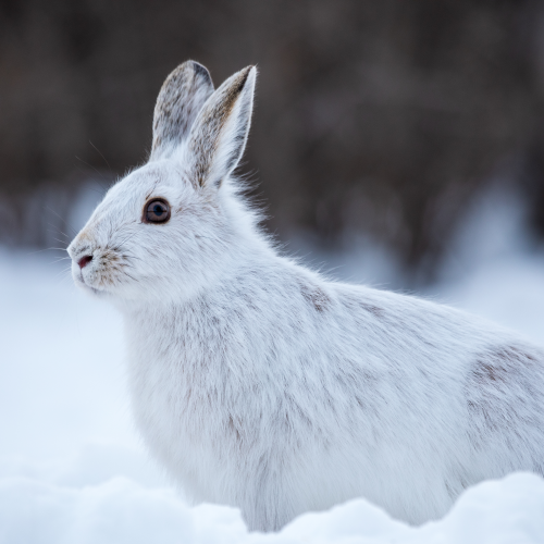 Snowshoe Hare