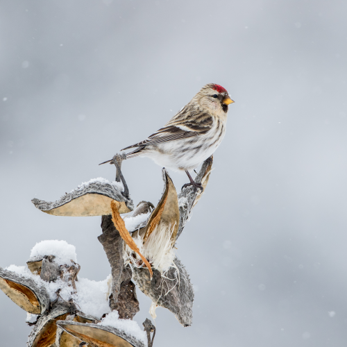 Common Redpoll on Milkweed in Light Flurries