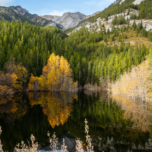 Autumn Reflected
