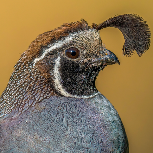 california quail