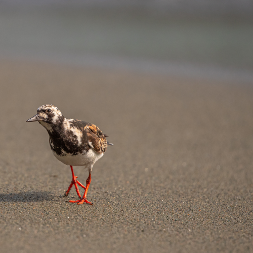 Curious Ruddy Turnstone