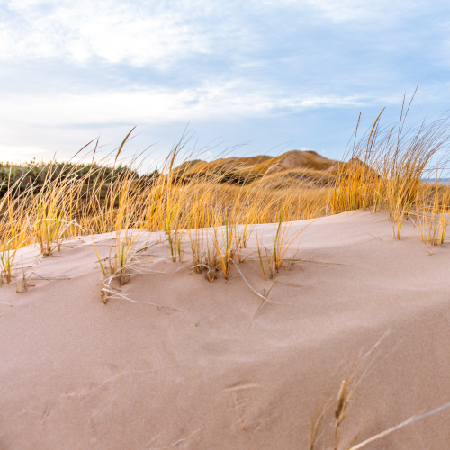 Golden Dunes