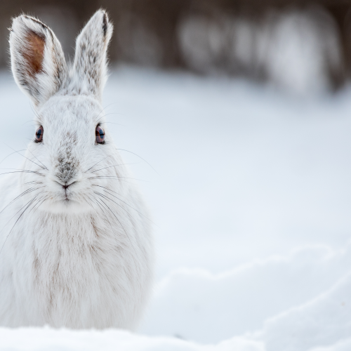 Snowshoe Hare