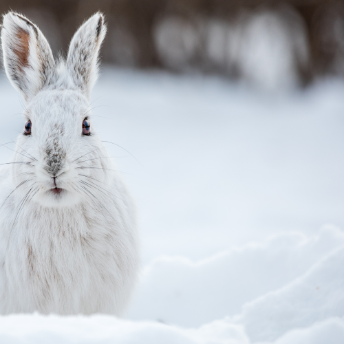 Snowshoe Hare