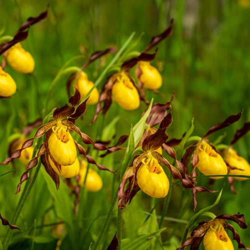 Yellow Lady Slippers