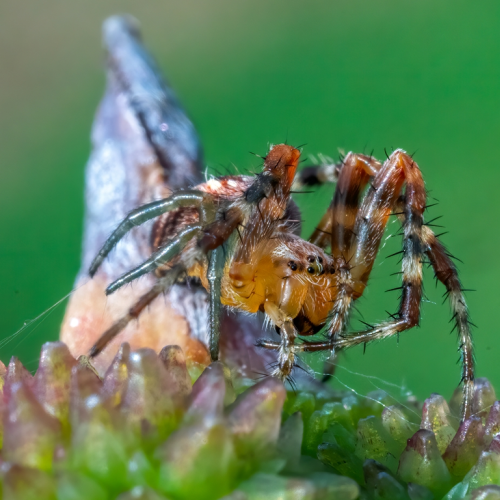 spider