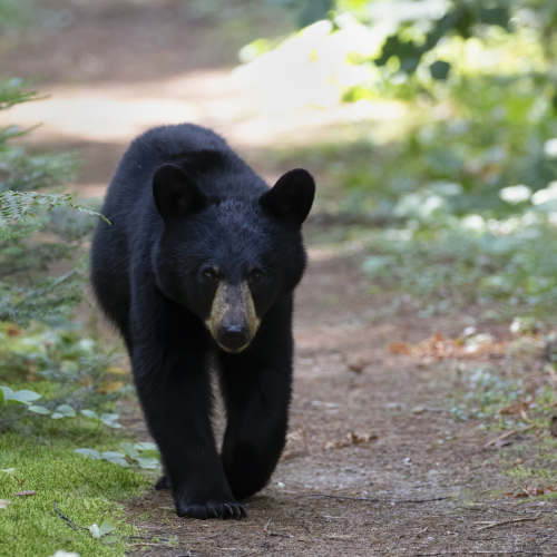 On the Trail