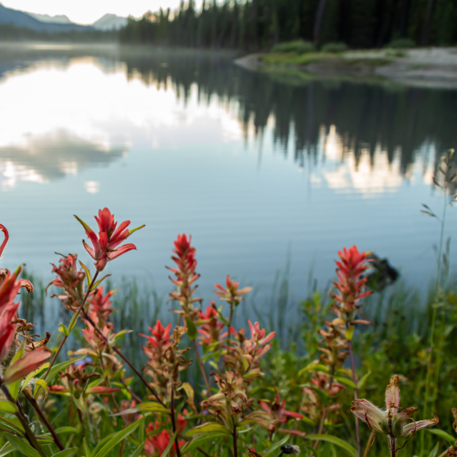 Red Paintbrush