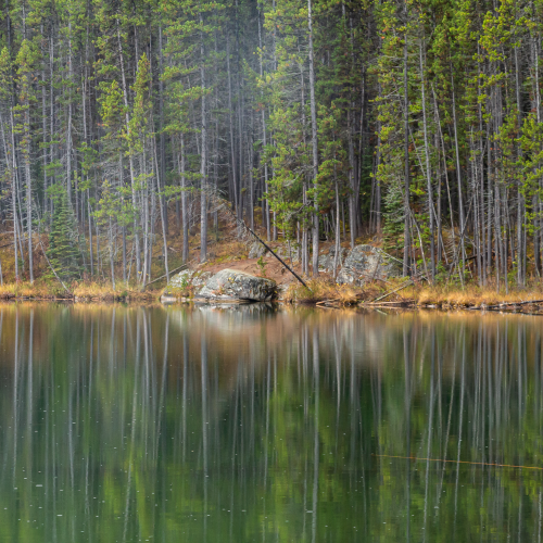 Pine Reflections